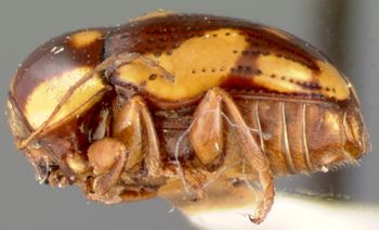 Media type: image; Entomology 9257   Aspect: habitus lateral view